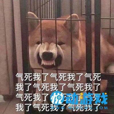 柴犬气死我了表情包截图1