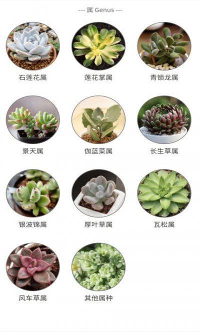 潮句多肉植物汇截图2